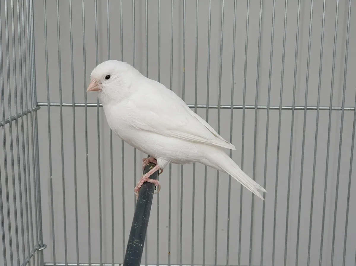 Canari Femelle Blanc Risisif Baguée 2025 — Prête à l'Accouplement