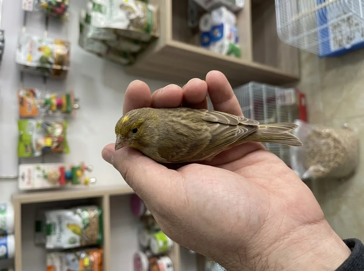 Canari Femelle Jaspe Standard 2025 — Très Belle