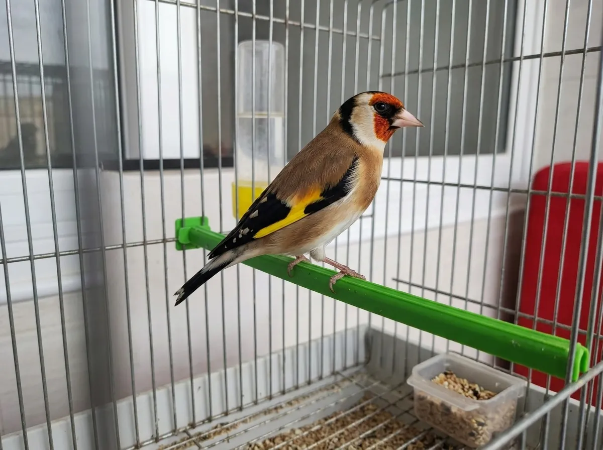 Chardonneret Coupleur Canaris — Puissant, El Achour Alger - 1