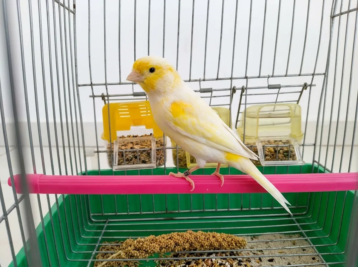 Canaris Mosaïque 2023 — Khraissia Alger - 1